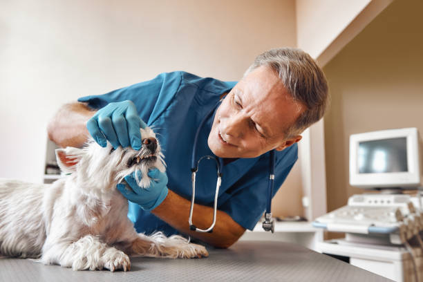 Best Holiday Emergency Dentist in Dogtown, CA